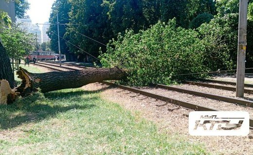 В Краснодаре в районе пересечения улиц Коммунаров и Одесской на трамвайные пути упало дерево